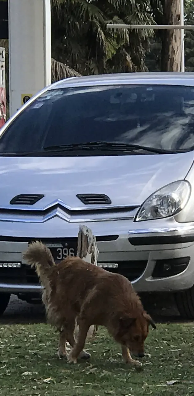 Dog and car