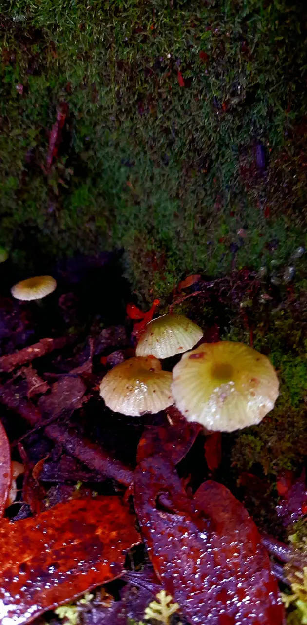 Mossy mushrooms 