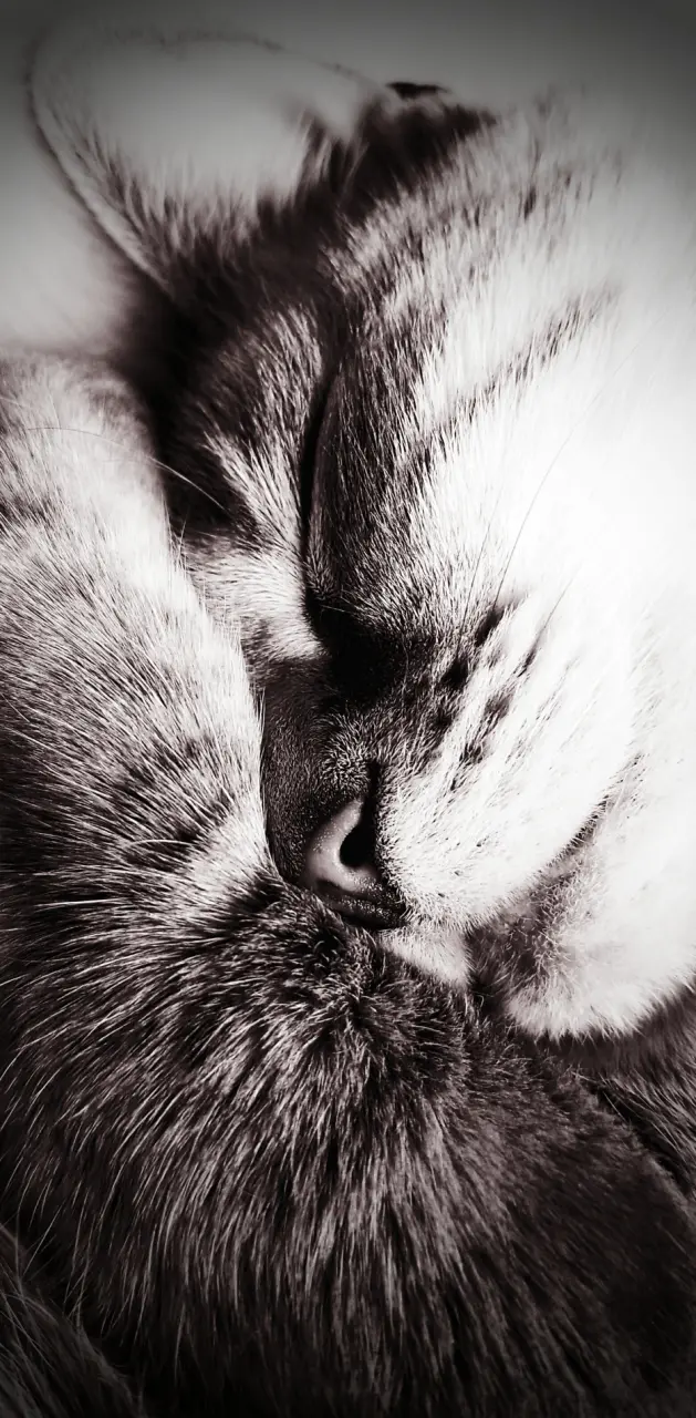 Dreaming cat