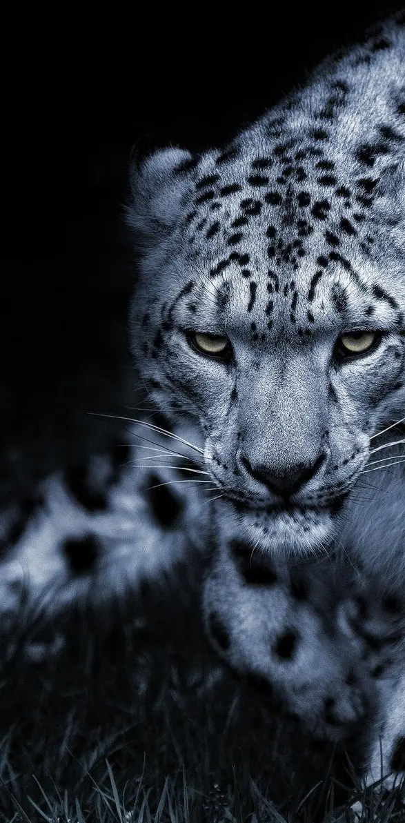 Snow Leopard stalk