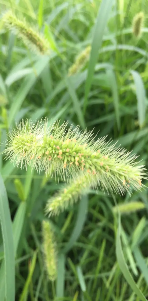dog-tail grass