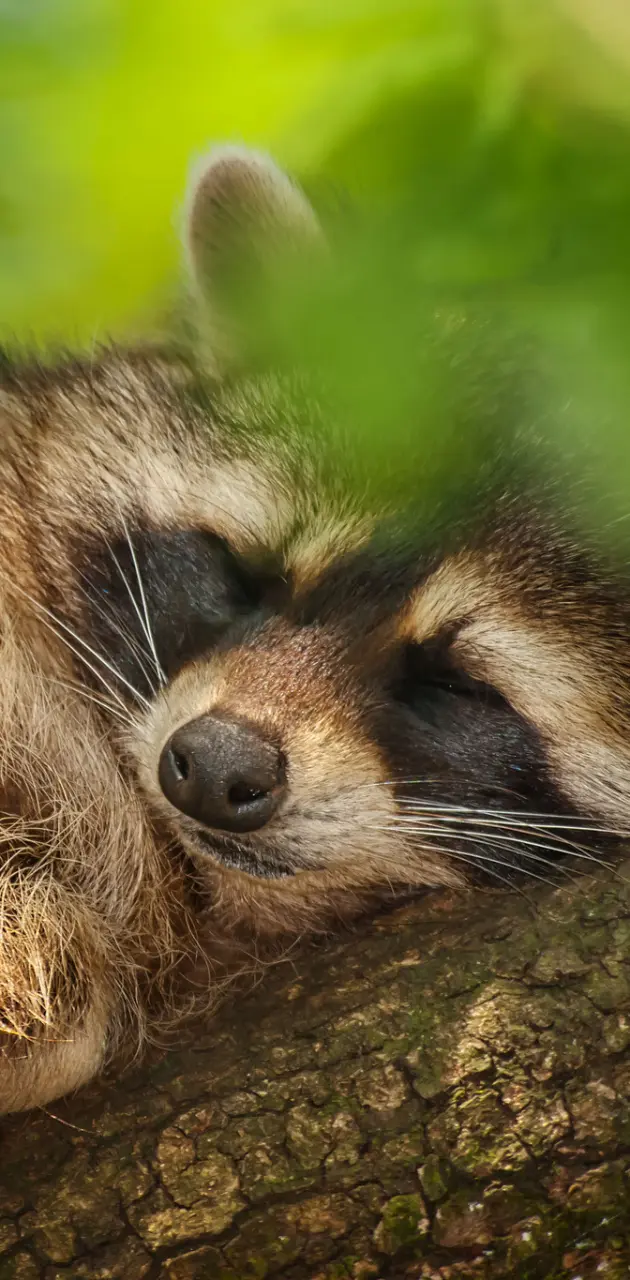 Snoozing raccoon