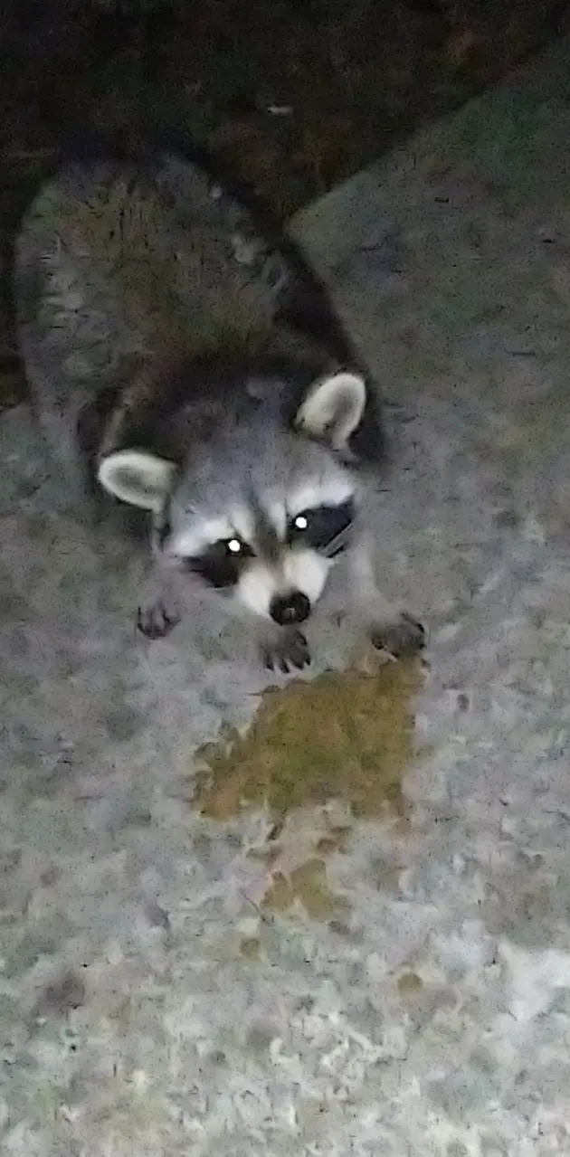 Riverwoods Raccoon 