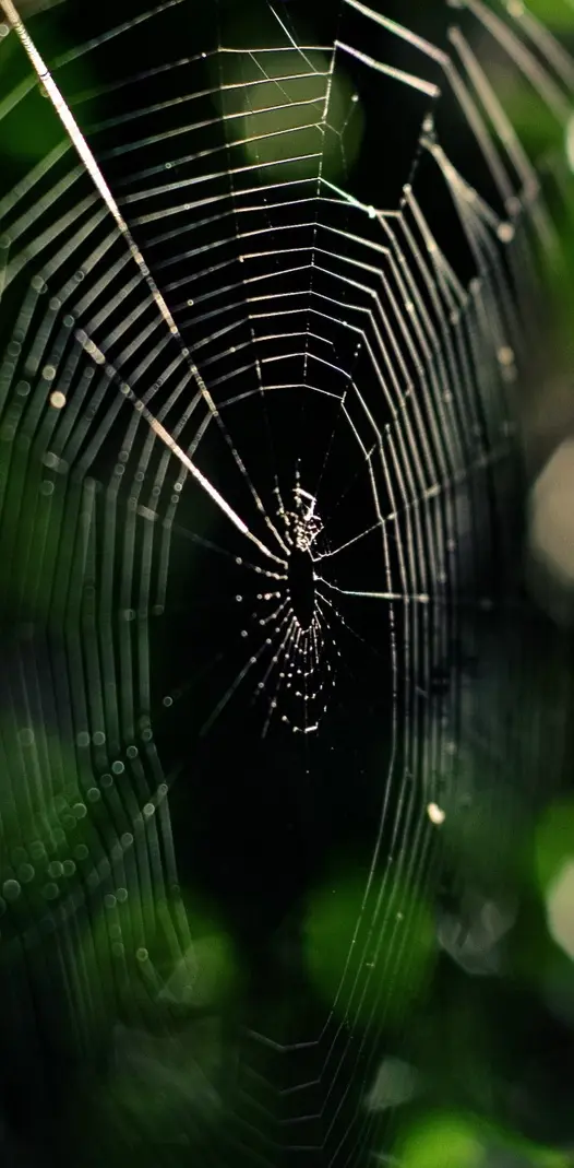 Spider Web Hdj Prave