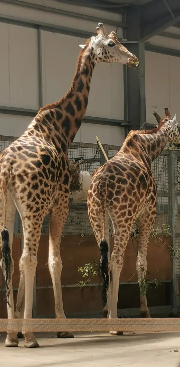 Giraffes At TwyCross