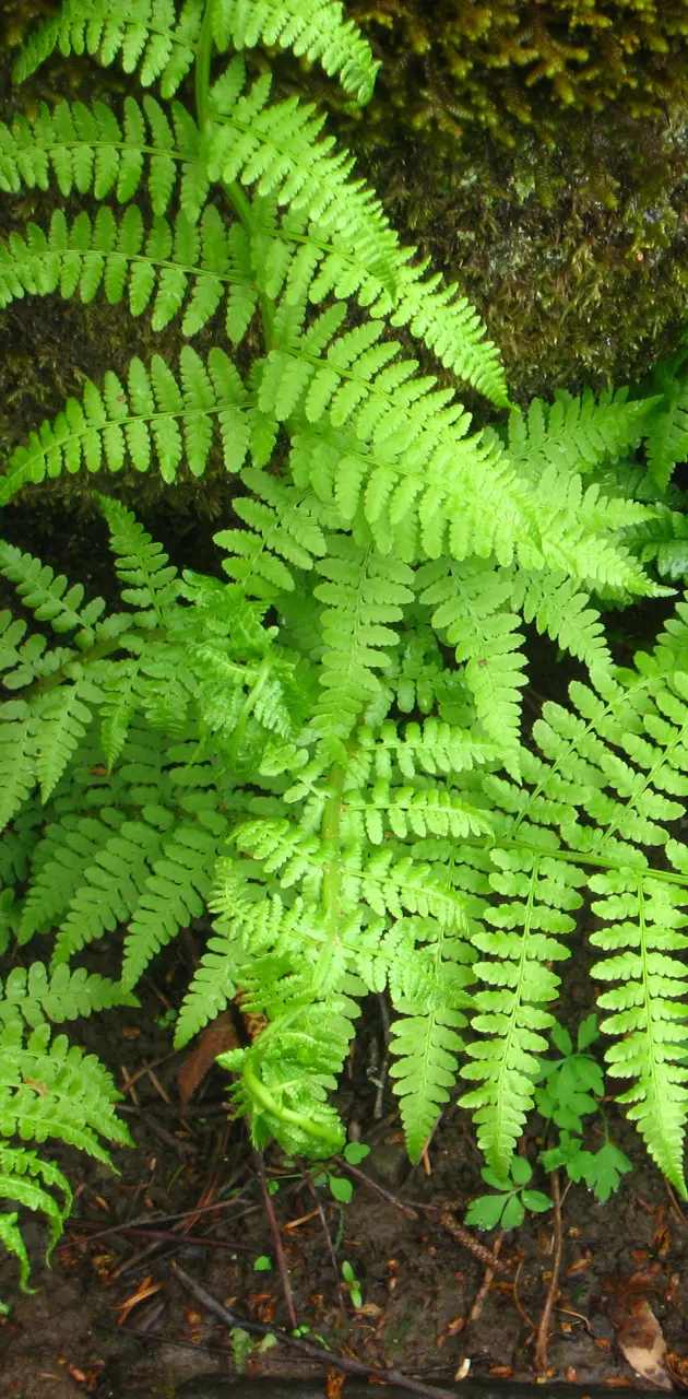 Forest Ferns