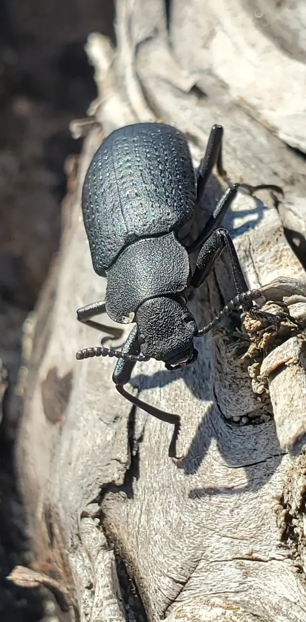 Curious beetle