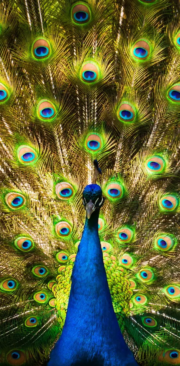 Peacock and Feathers
