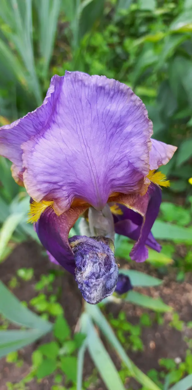 Violet iris closeup 