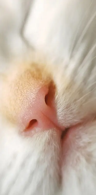 Kitty Nose best
