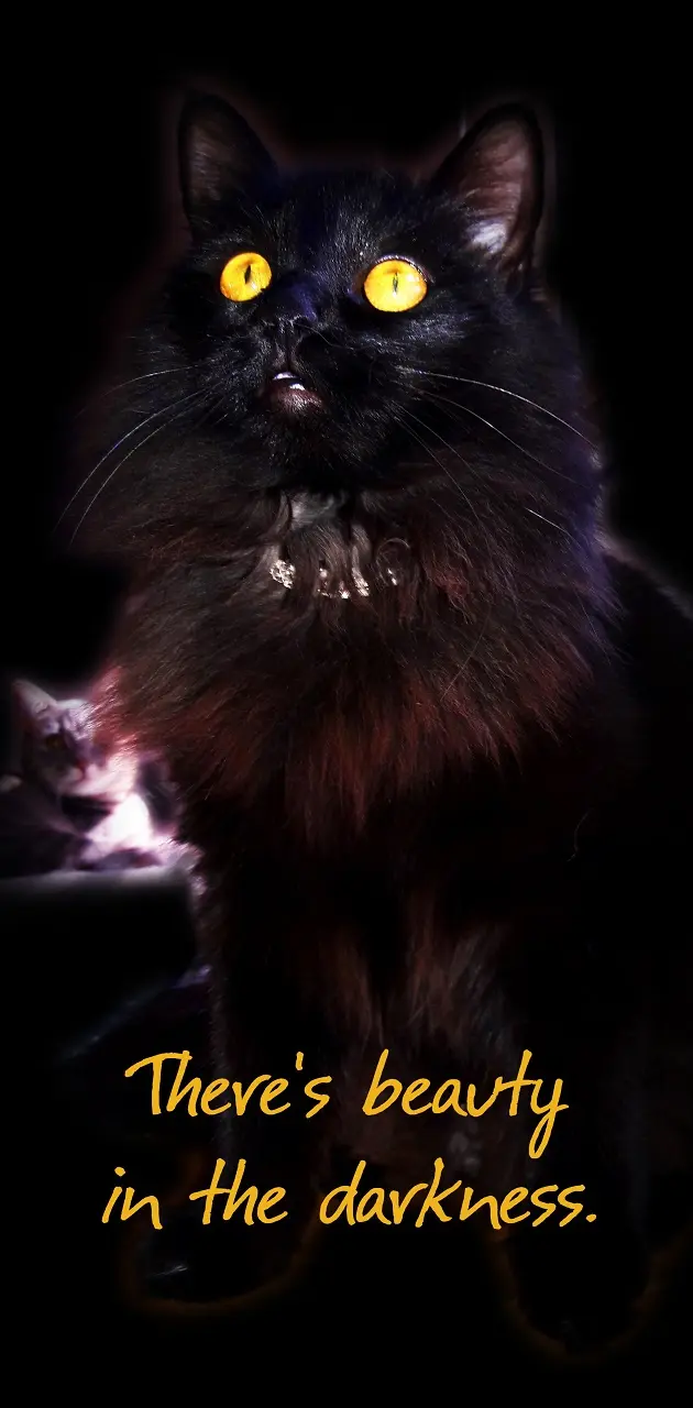 Beauty Darkness Cat