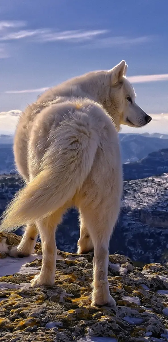 Wolf On Mountain
