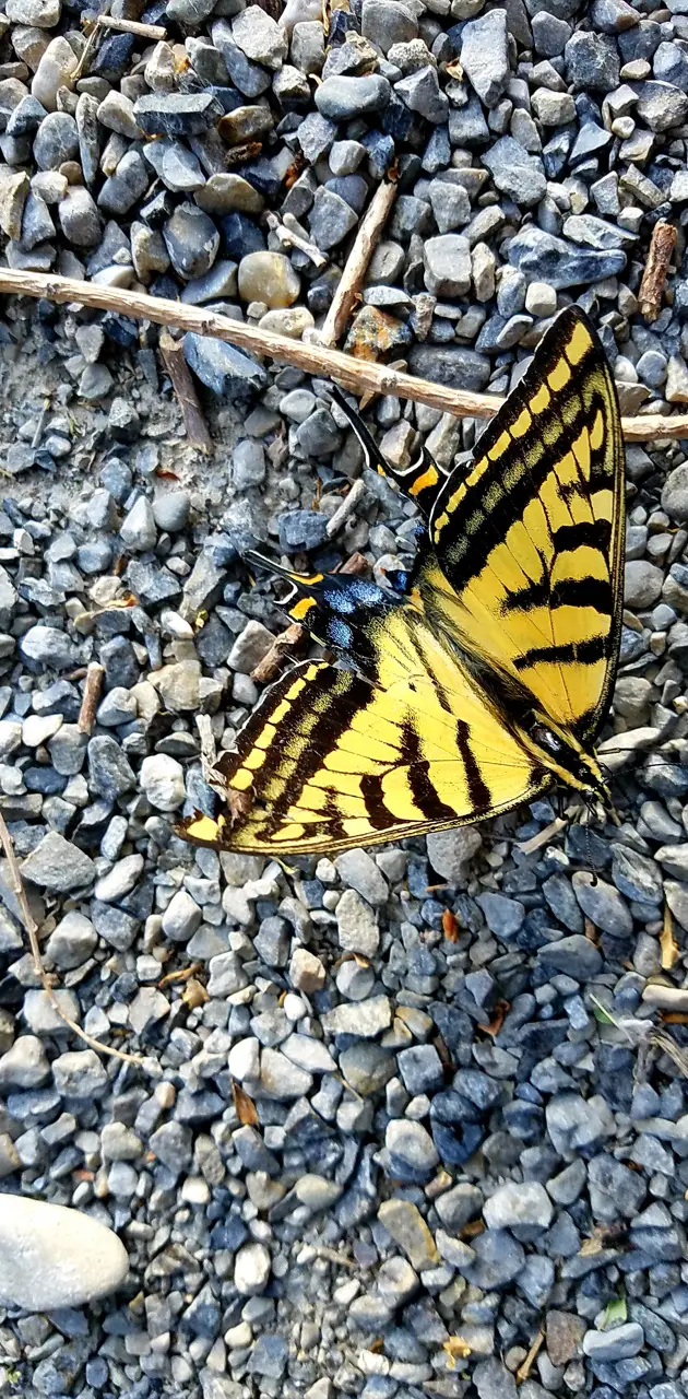 Butterfly on ground