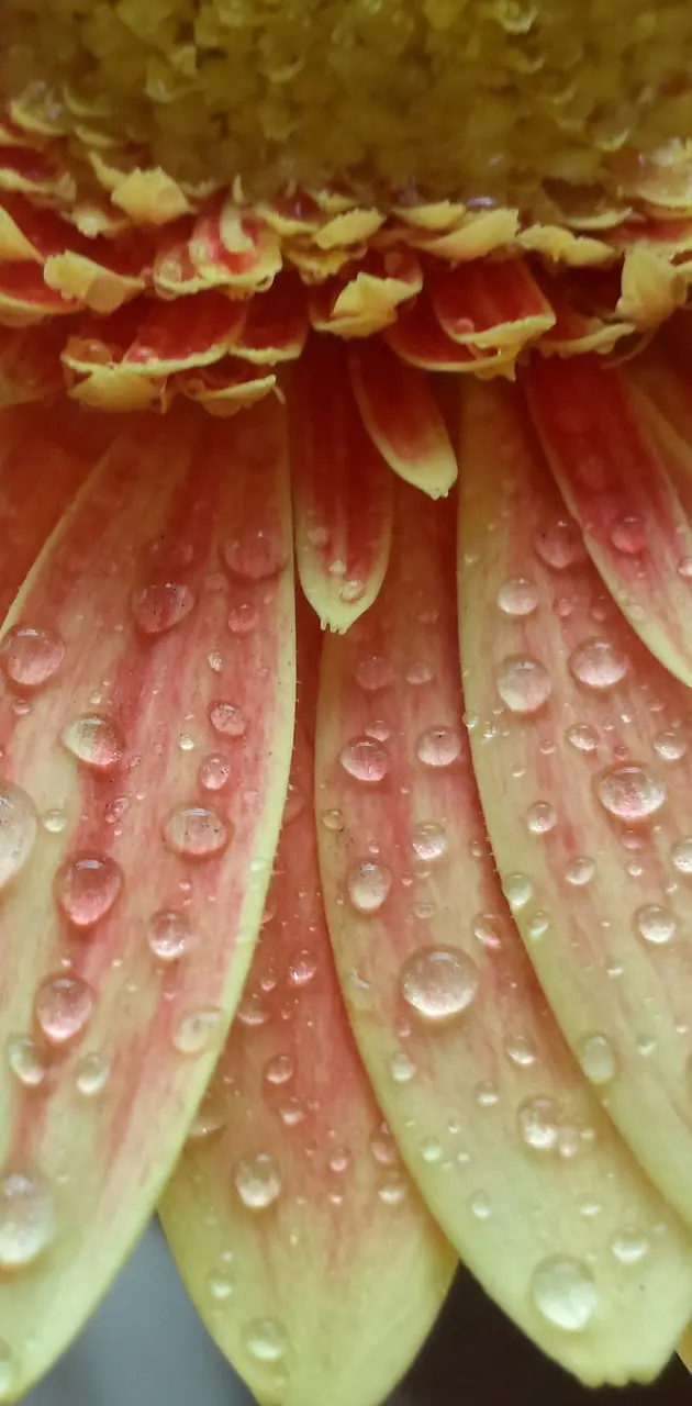 Flower droplets