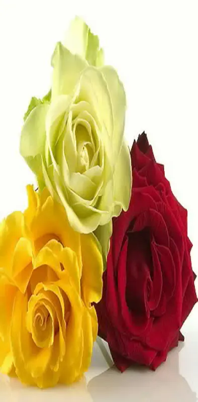 3 Roses