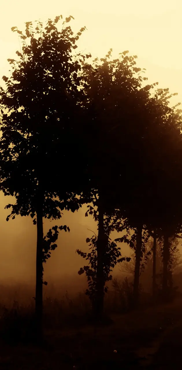 Foggy Tree In Dawn