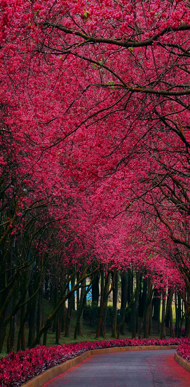 pink road