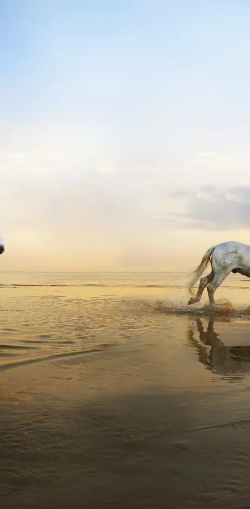 Horse In The Beach