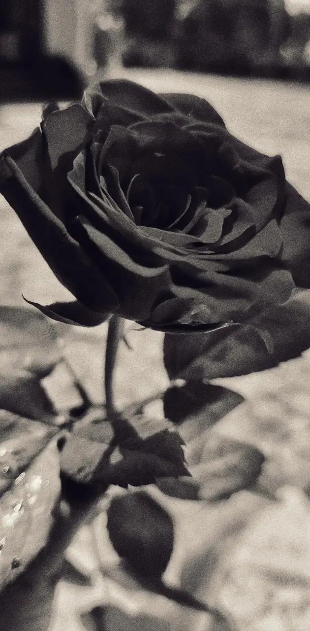 Black Rose 