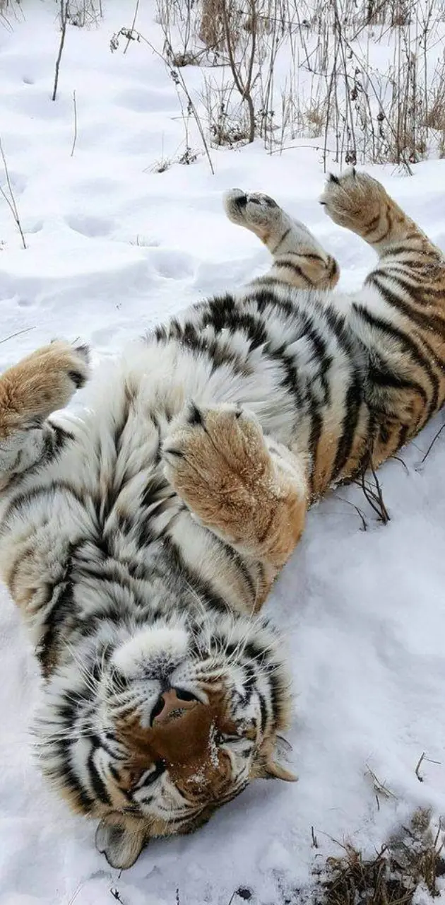 Upside-Down Tiger