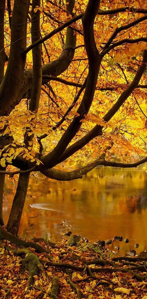Yellow Leaves pond