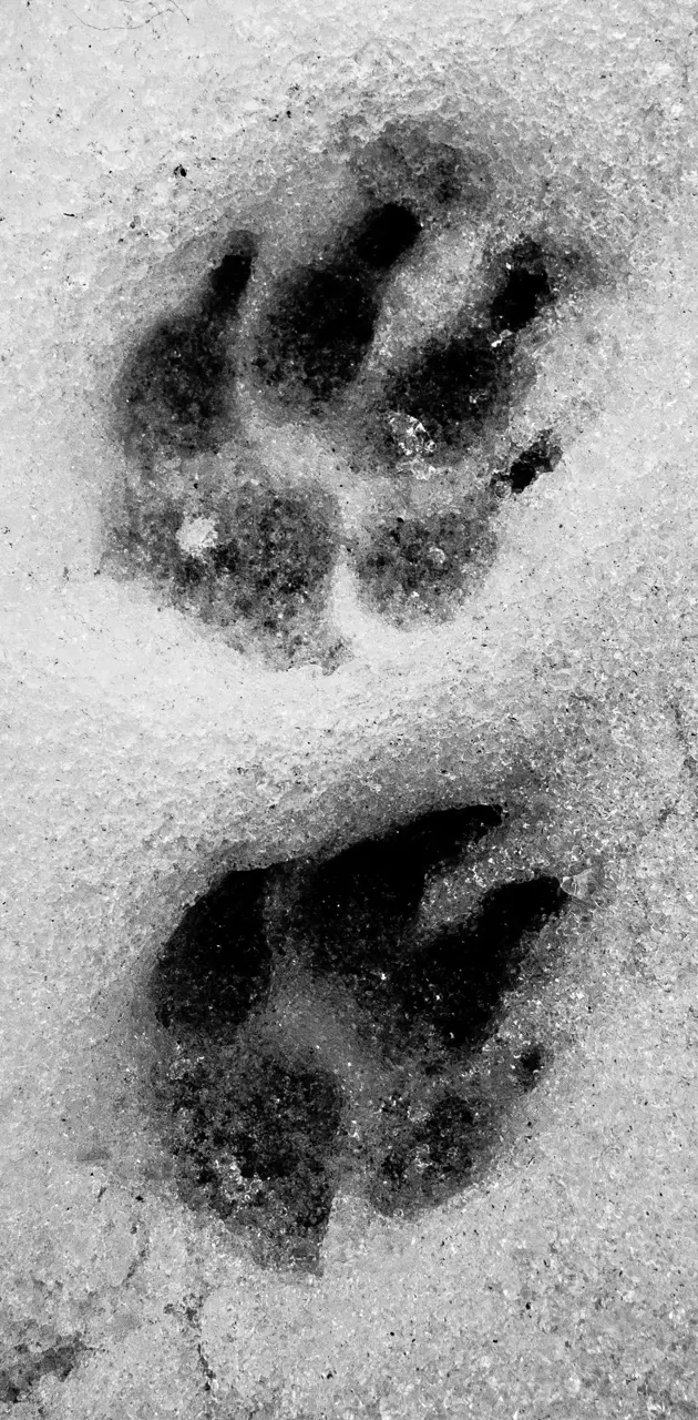 Wolf feet