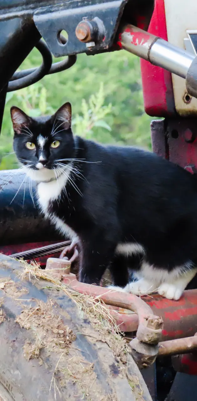 Cat on tractor 