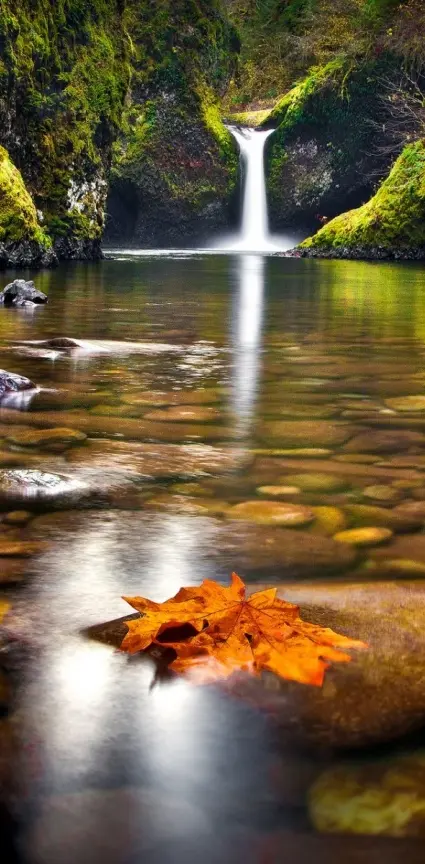 leaf in the river