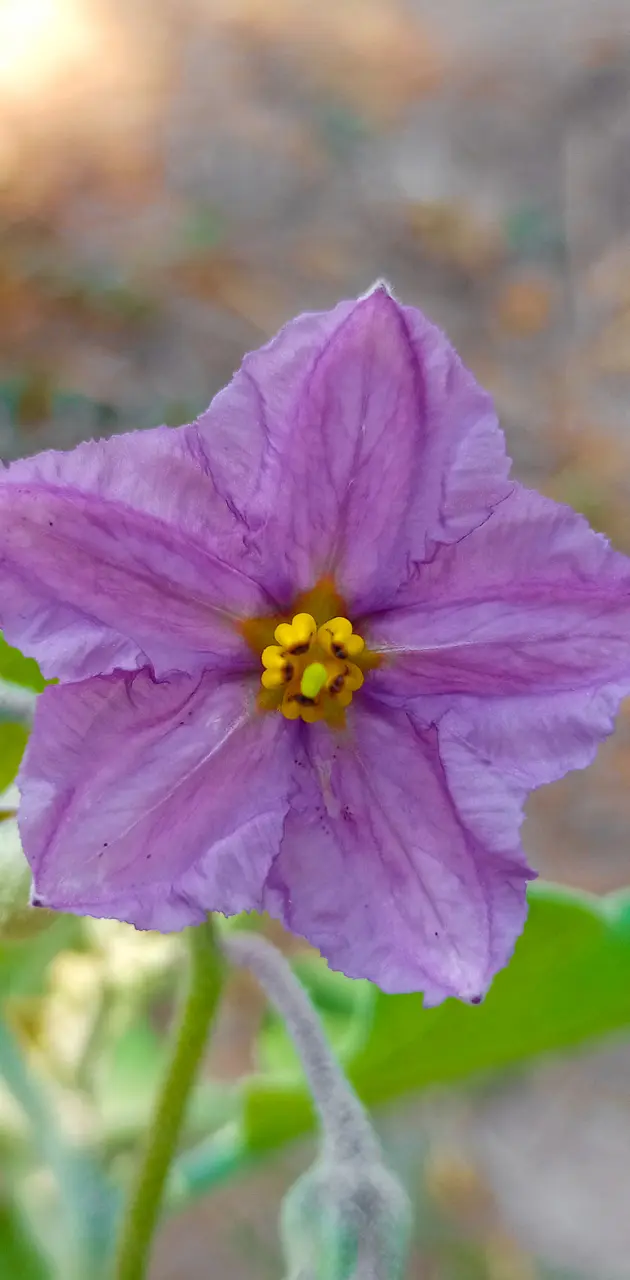 brinjal flower 