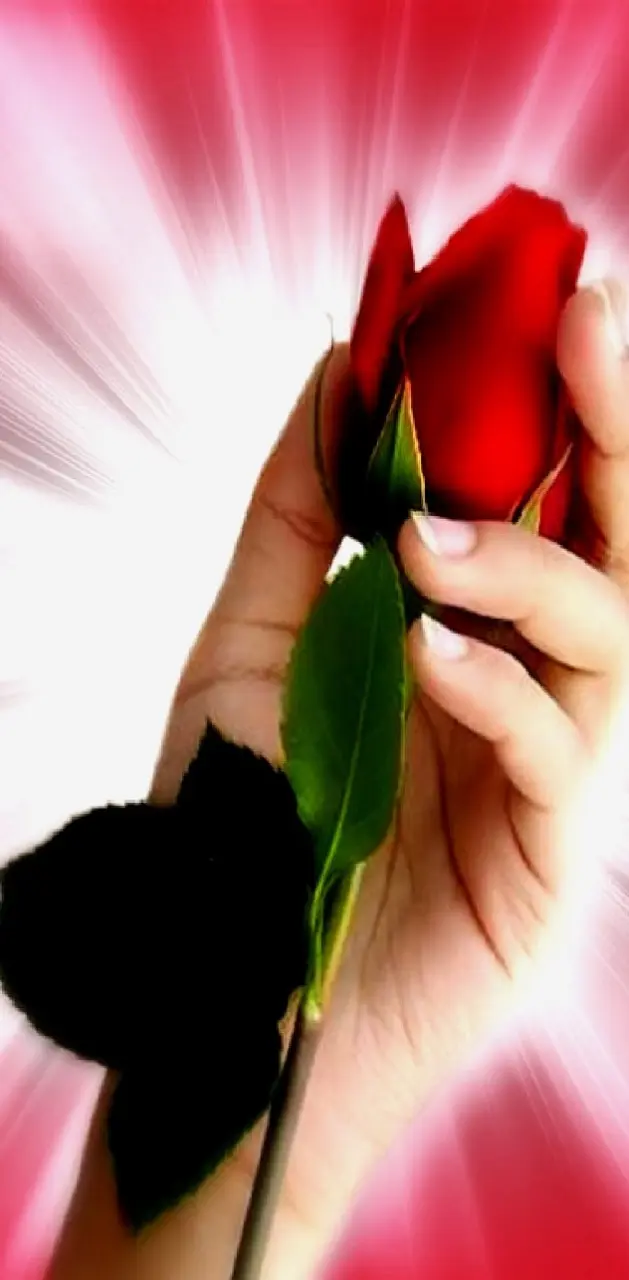 rose-----------