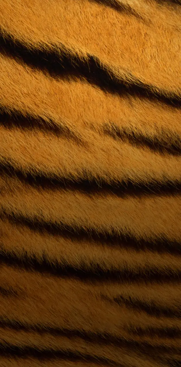 bengals tigers skin