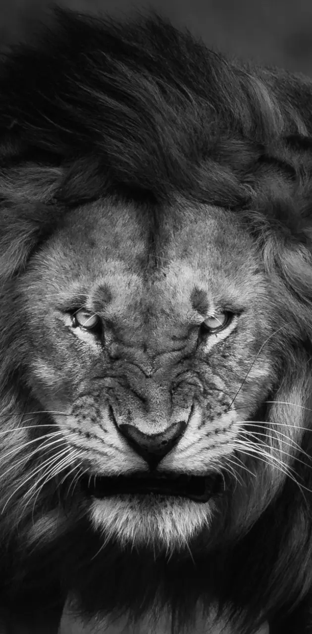 Lion beast