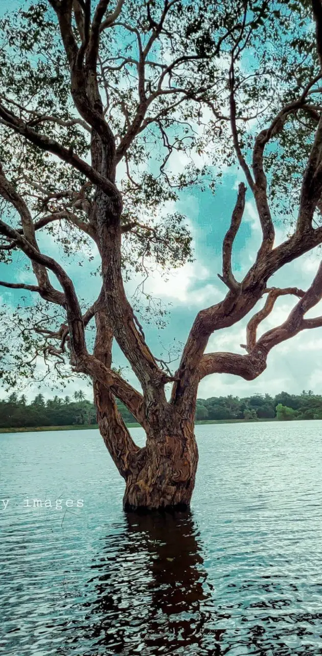 A beautiful Tree in the middle of a lake