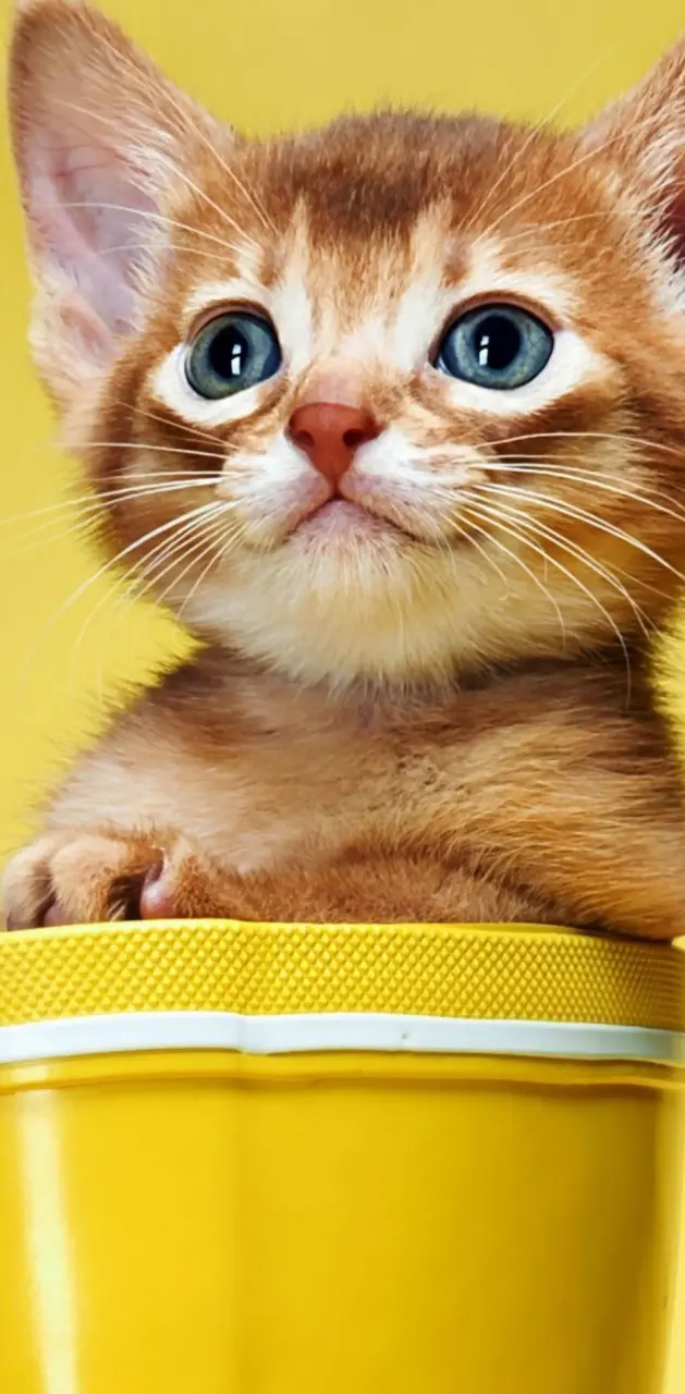 Cute Kitten Bucket