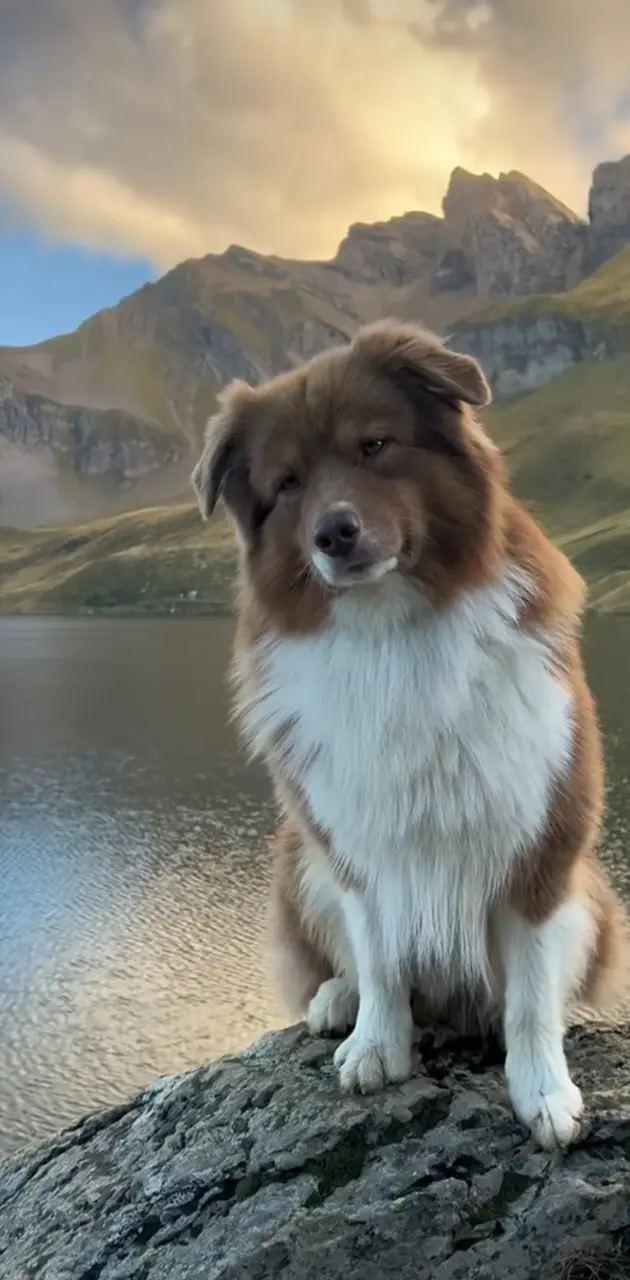 Dog in Switzerland 