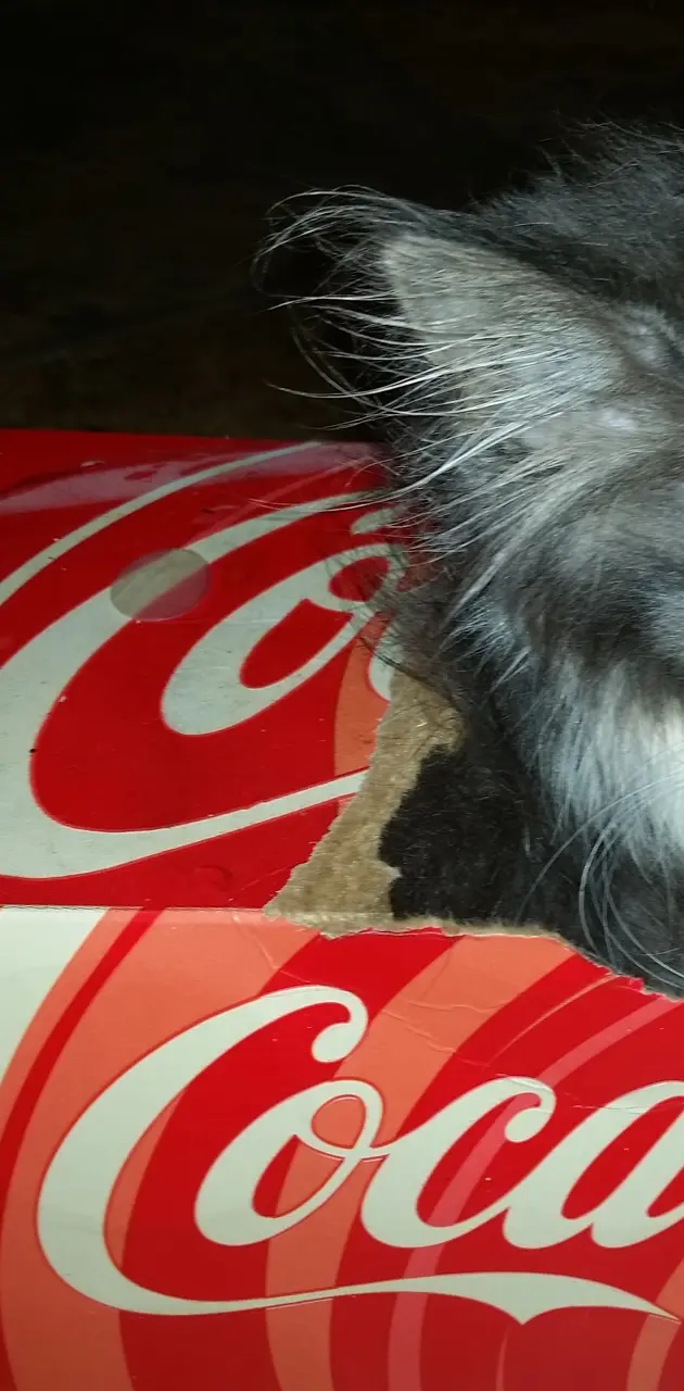 kitten in cola box