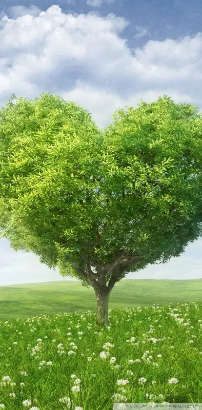 Love Tree