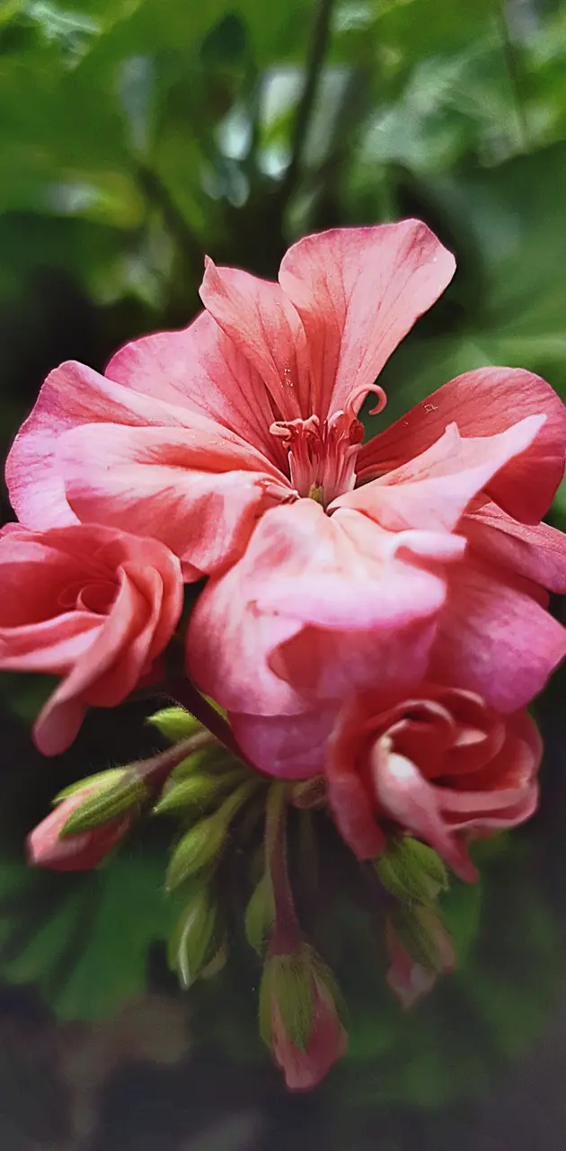 Pinkish flower