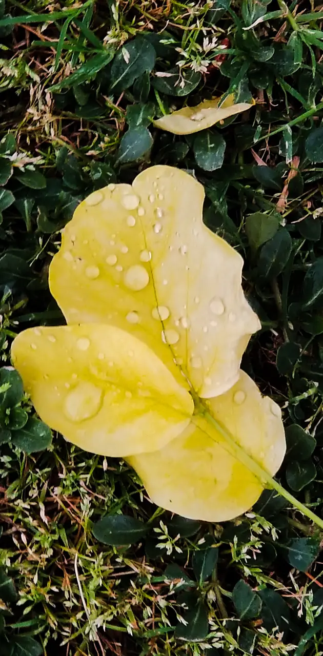 Rainy leaf 