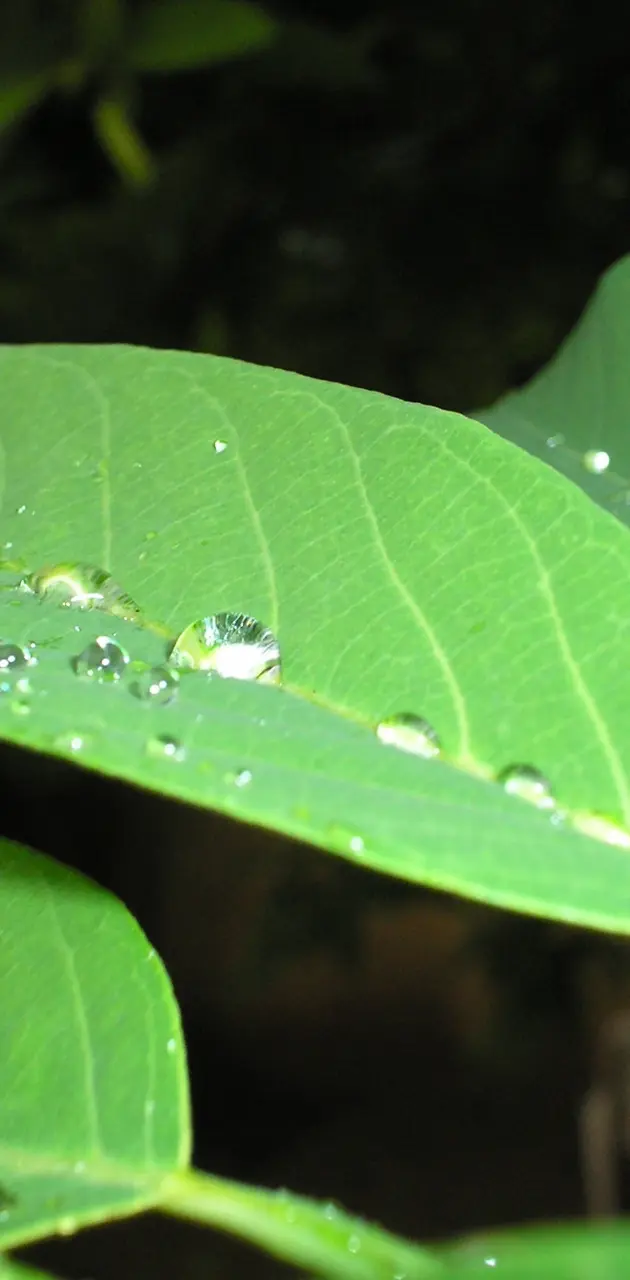 Dropes Of Rain Water