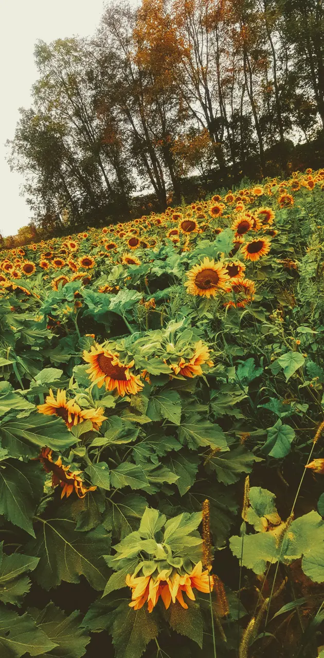 The sunflower field