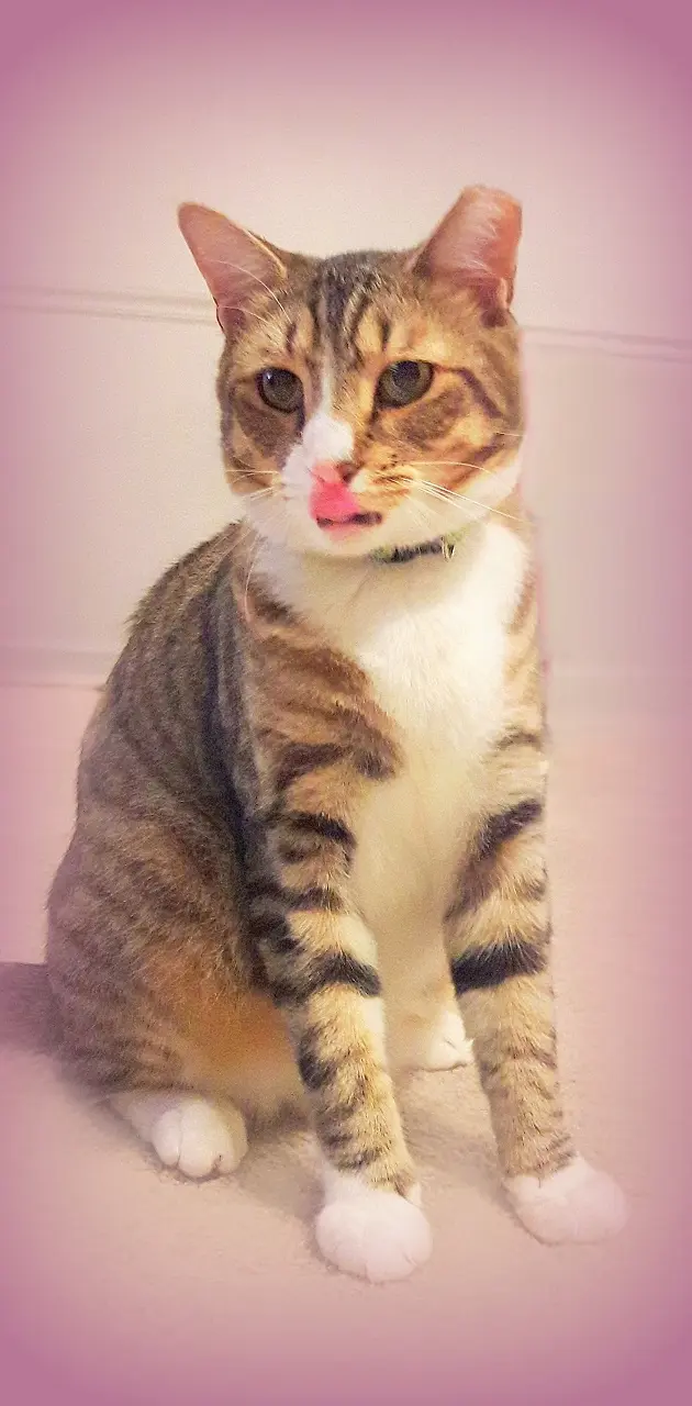 Tongue Cat LOL