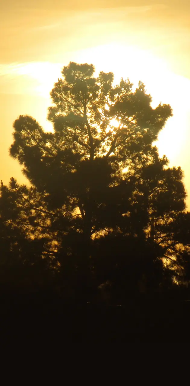 Golden Tree Sunrise