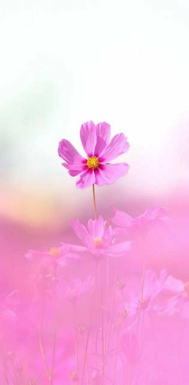 Pink Flower