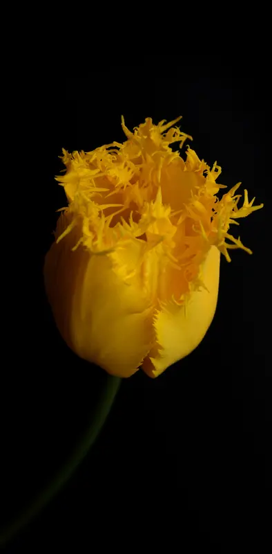Flower Tulip 3