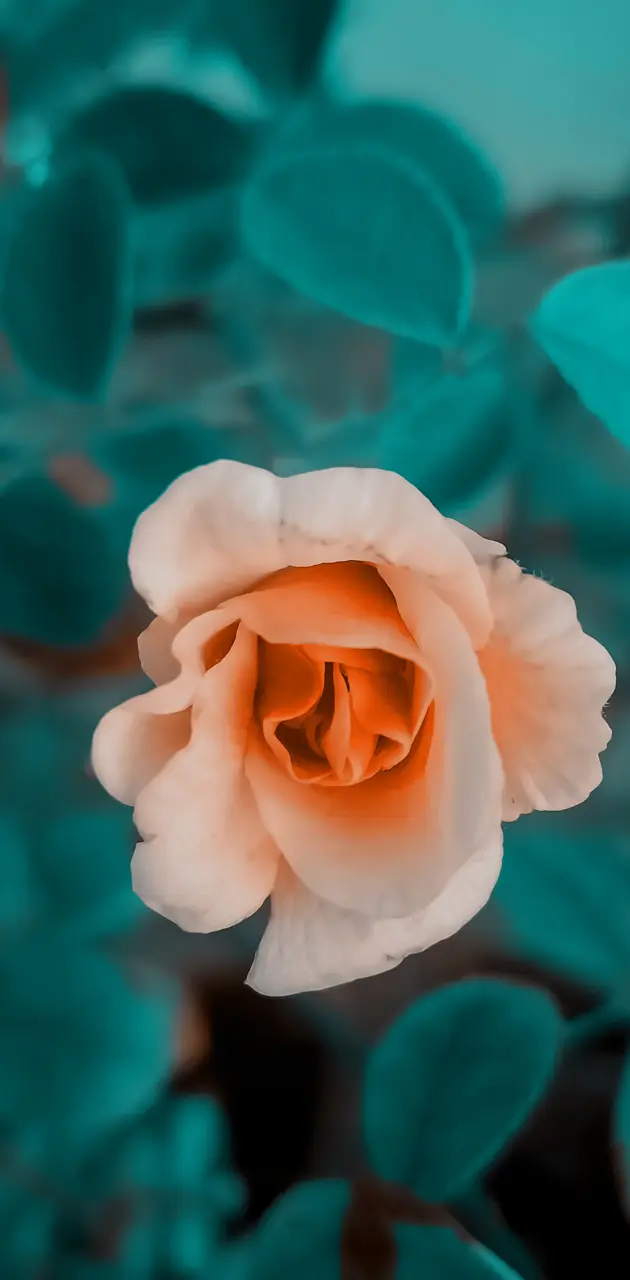 Lightroom Rose