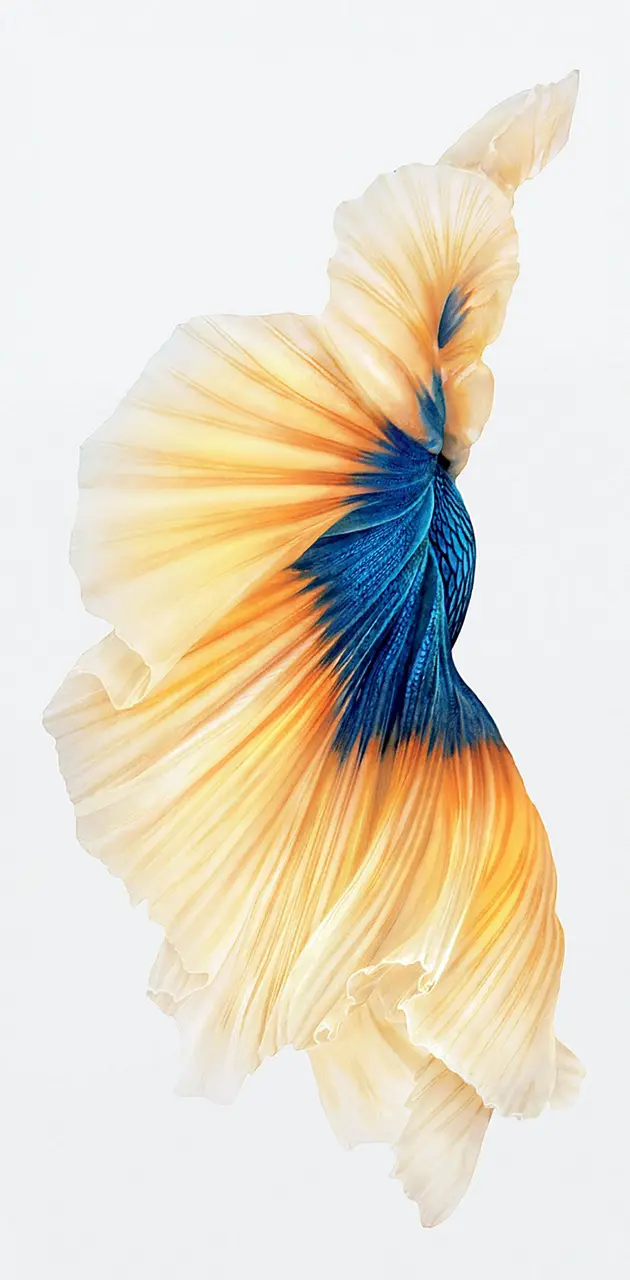 iPhone 6s fish
