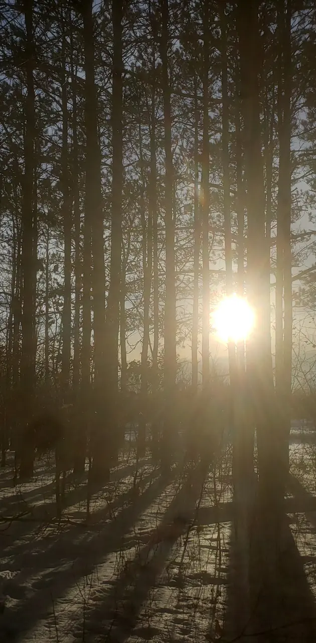 Sun through trees 