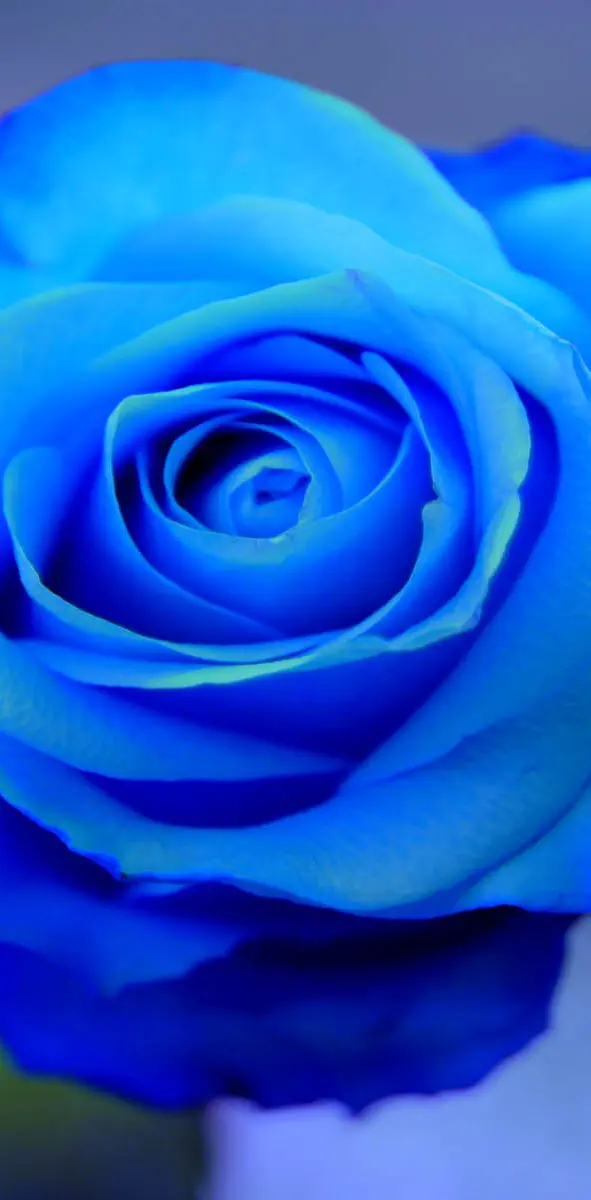 Rose beautiful blue3