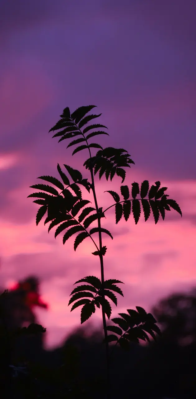 Sunset plant